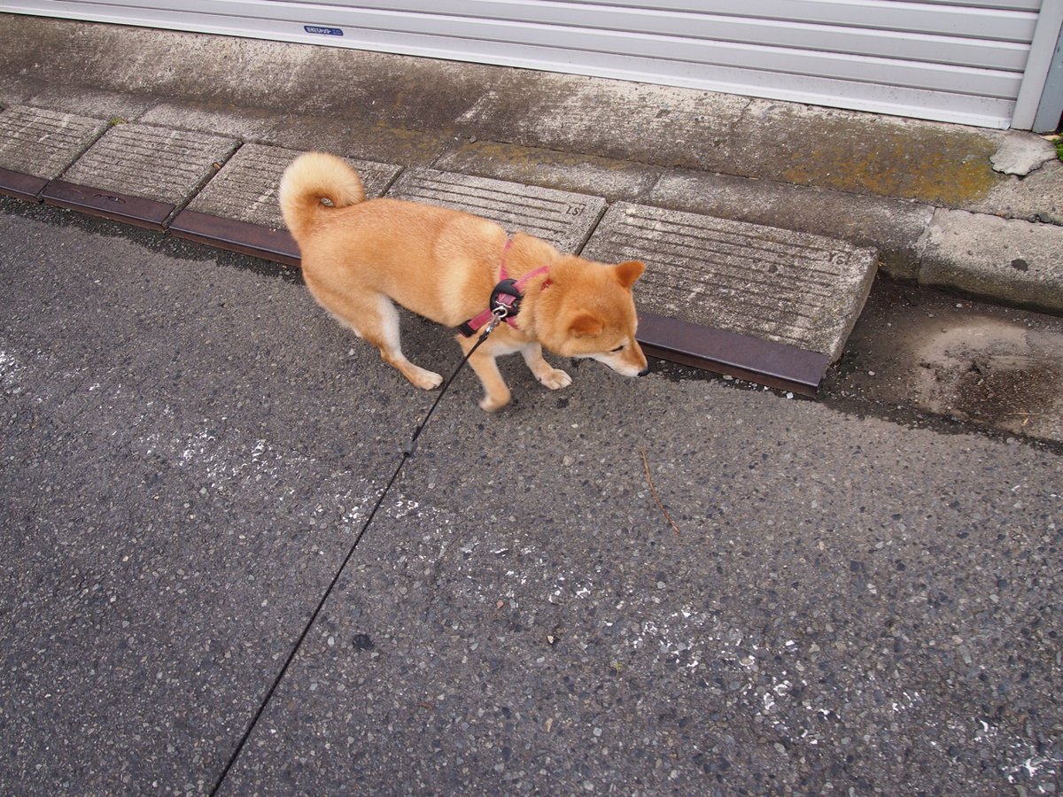 Shiba Every Hour tweet media