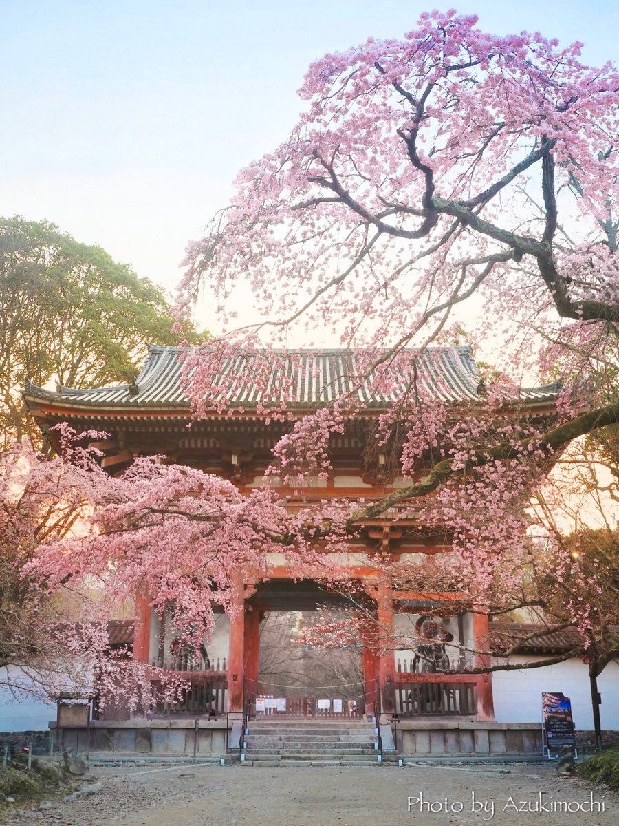 小豆餅乃部屋 ⚘ ⡱ tweet media