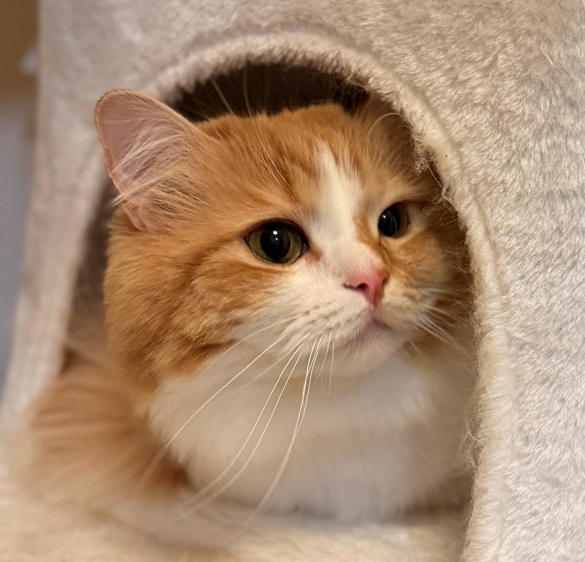 猫のこばん tweet media