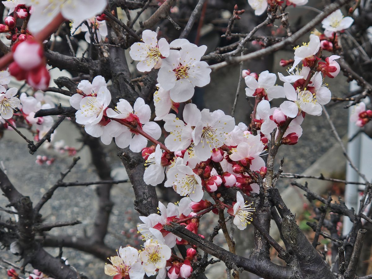 まるちゃっちゃ tweet media