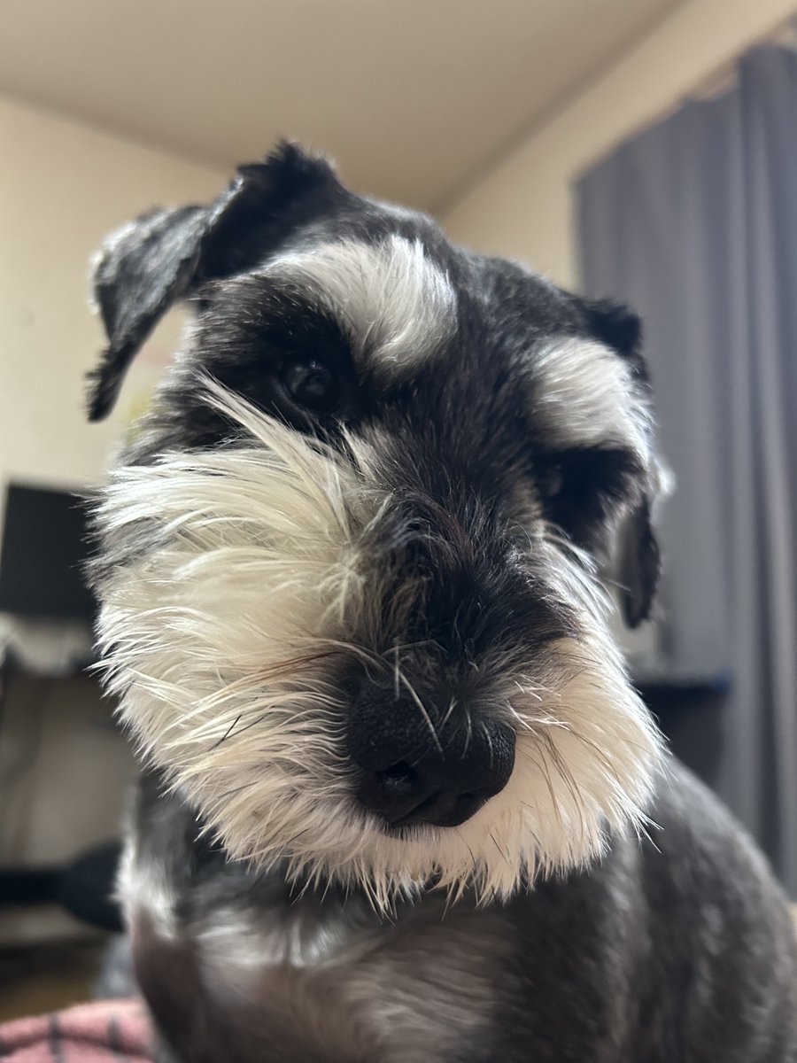 こまっち tweet media