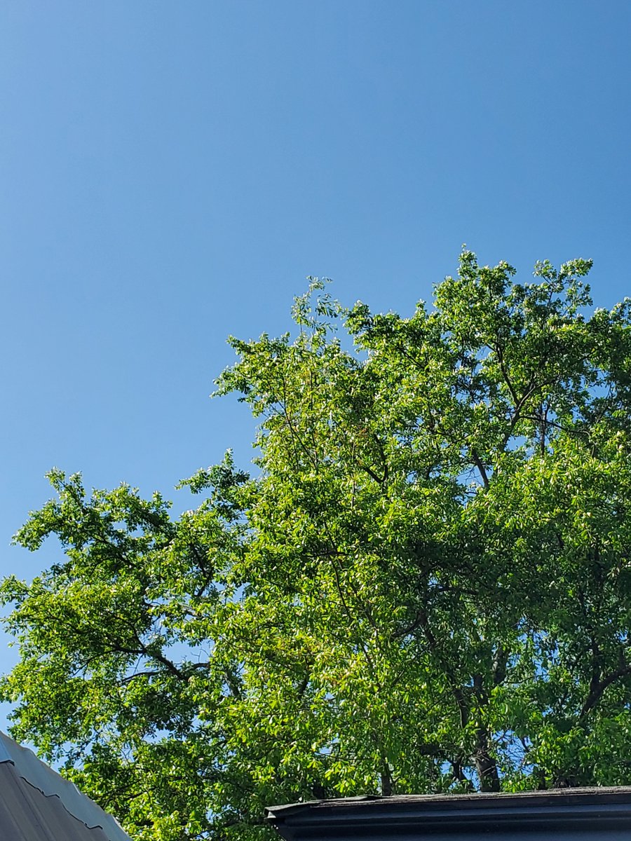 Right now I'm watching the afternoon sun illuminate a verdant tree next door while a breeze gently rustles the leaves and branches, and sparrows and robins sing nearby.
I'm tired of the AI shills. It will never create something more beautiful than the world the Lord has given us