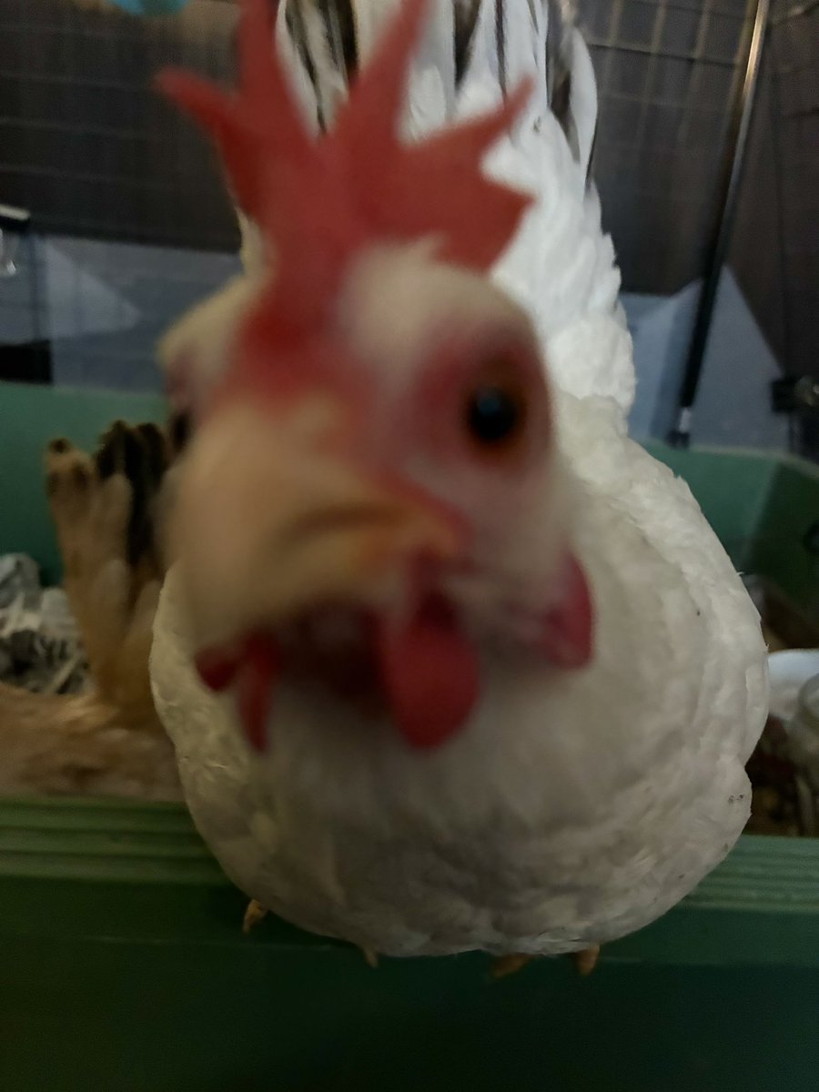 ちいさなニワトリ研究所🐓 tweet media