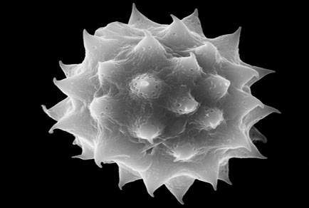 Phytotaxa's tweet image. A #newspecies of Wissadula (#Malvaceae: #Malvoideae) from #Bolivia
#taxonomy 
doi.org/10.11646/phyto…