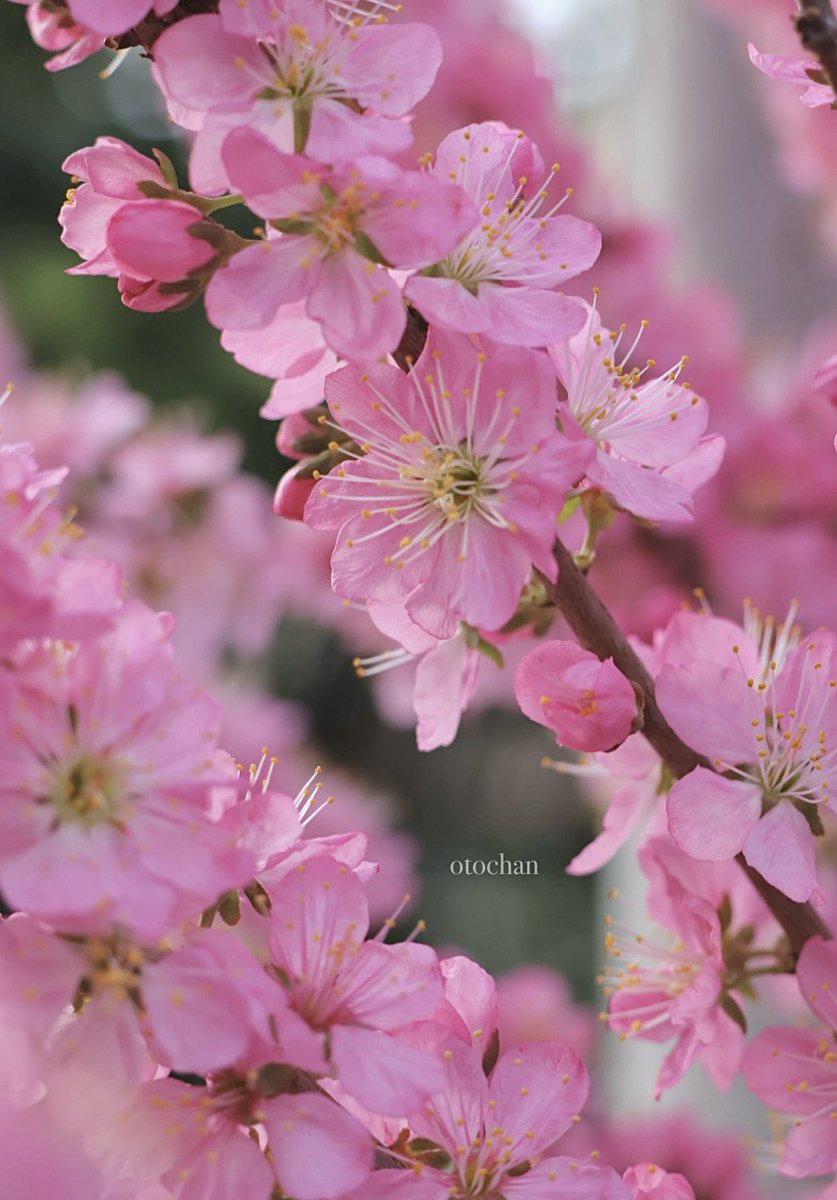 おはようございます☀️

雨上がり
今日は暖かくなりそうです

ファイトで金曜日
良い一日を🍀*゜

 #TLを花でいっぱいにしよう
ニワウメ🌸庭梅🌸