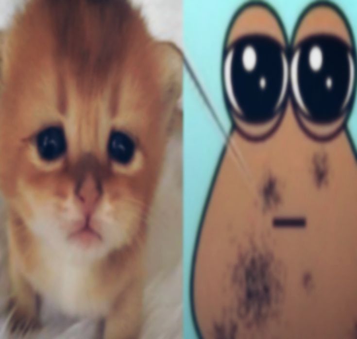 Fefe | ENHYPEN IS 7 tweet media