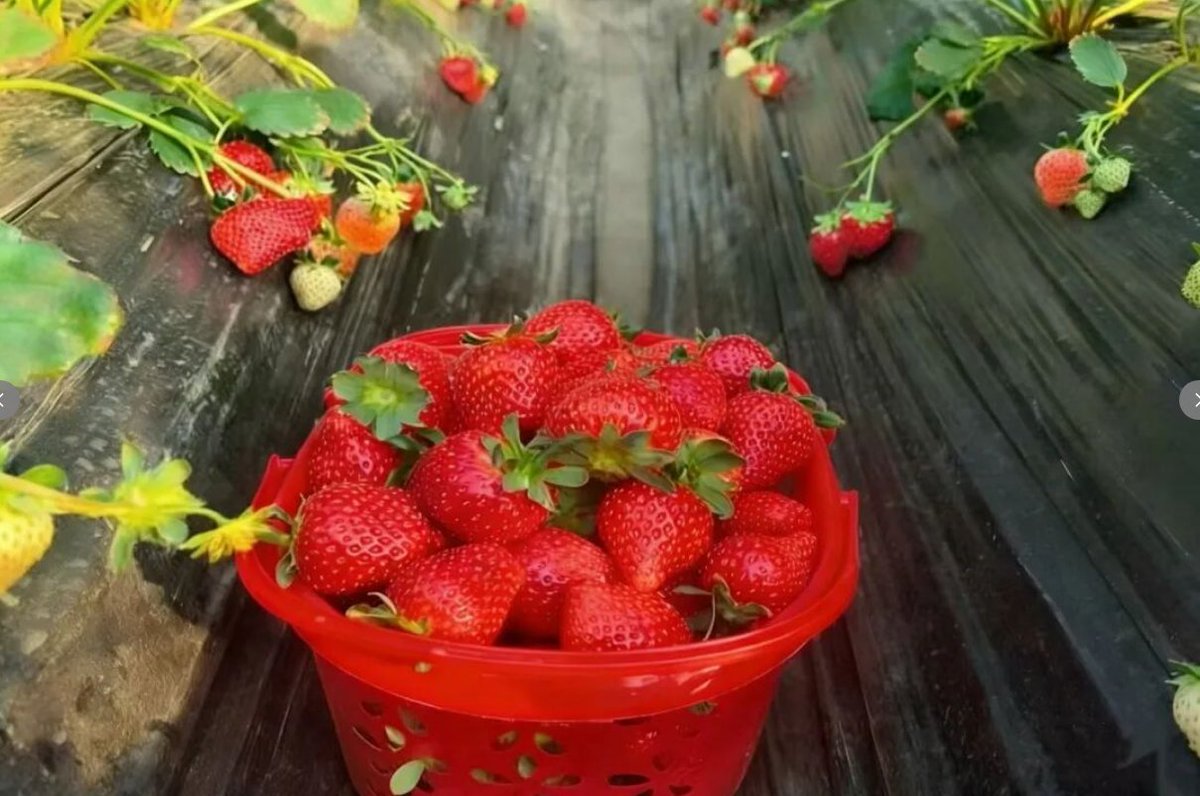 Discover Yantai_JP tweet media