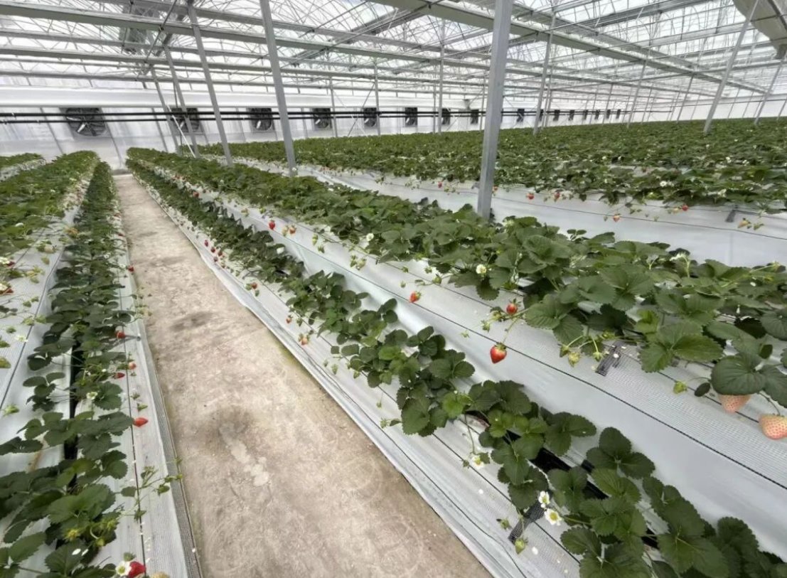 Discover Yantai_JP tweet media