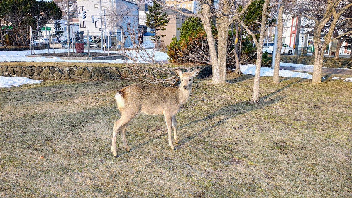 畑測量設計［稚内］ tweet media