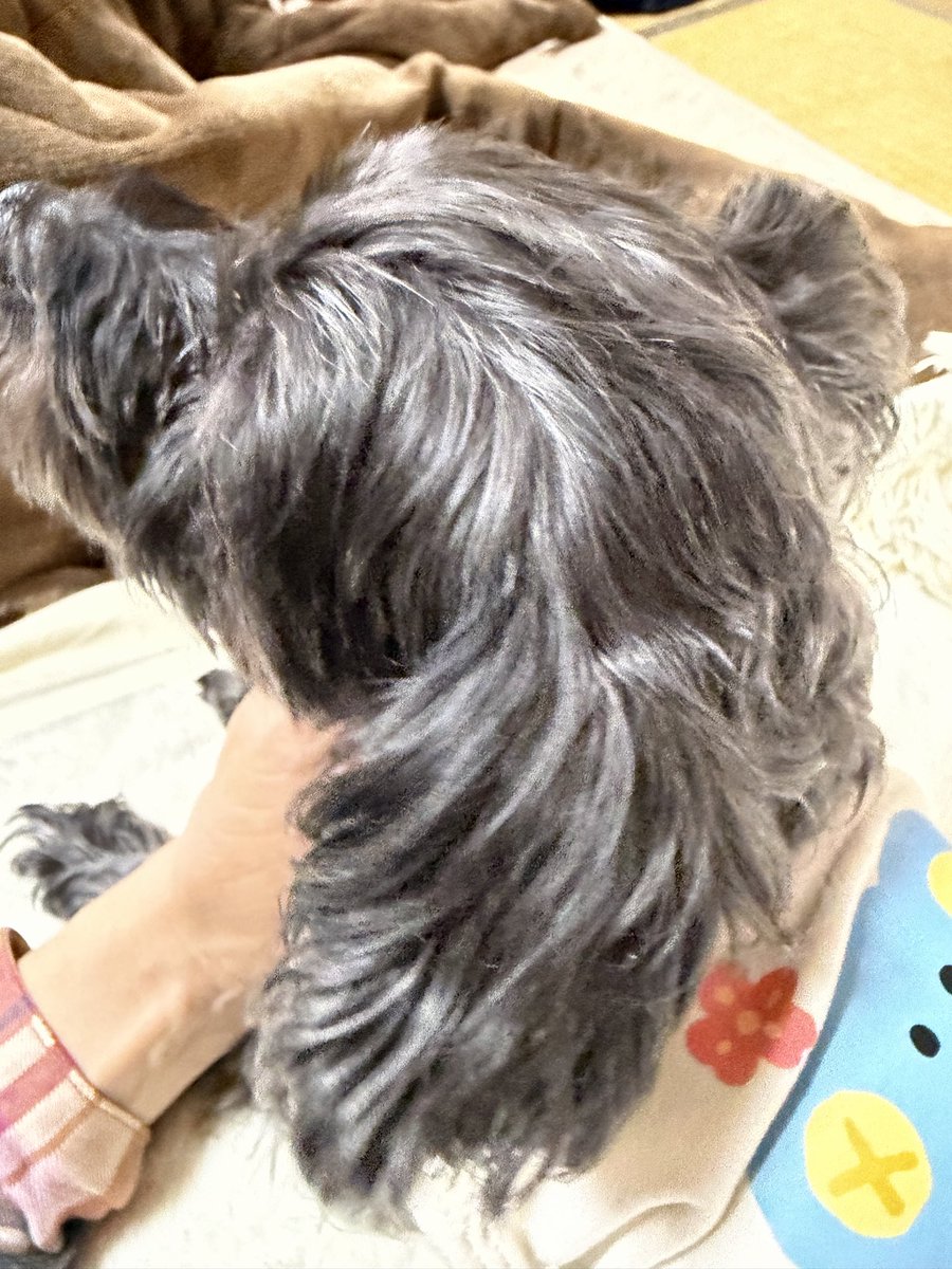 あもママ（ひろたん） tweet media