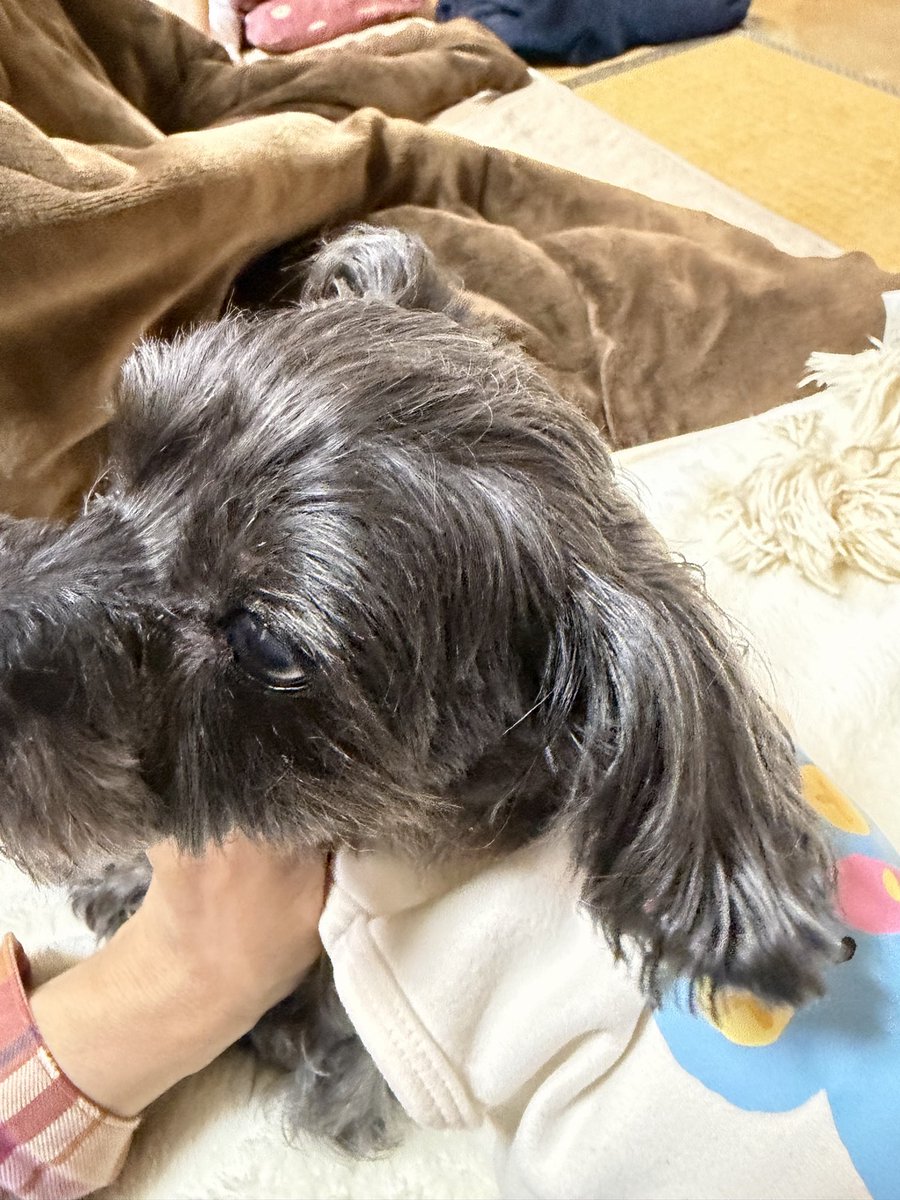 あもママ（ひろたん） tweet media