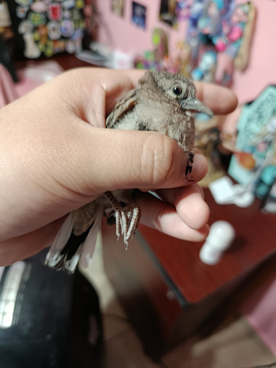 Prad BELOSER OFICIAL 🦭✨ tweet media