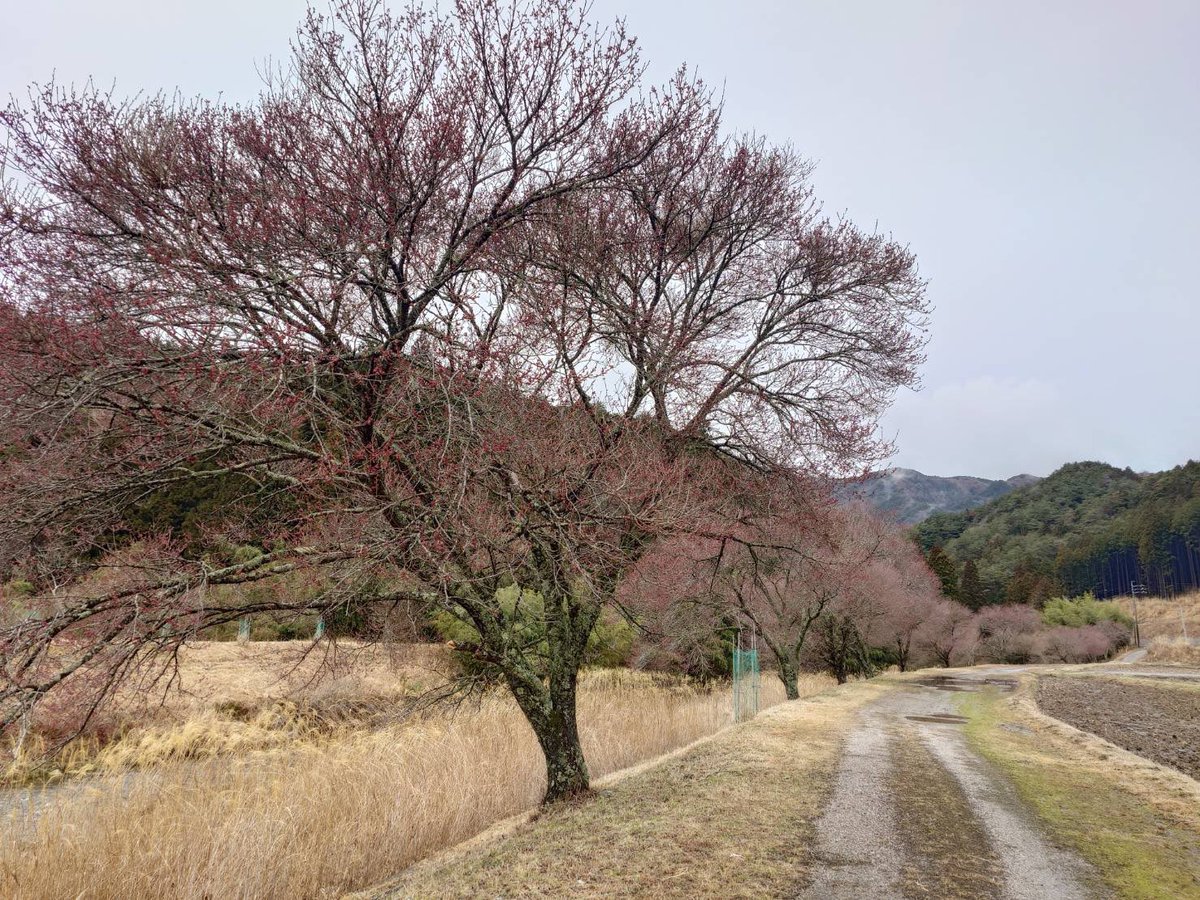 【公式】設楽町観光協会 tweet media