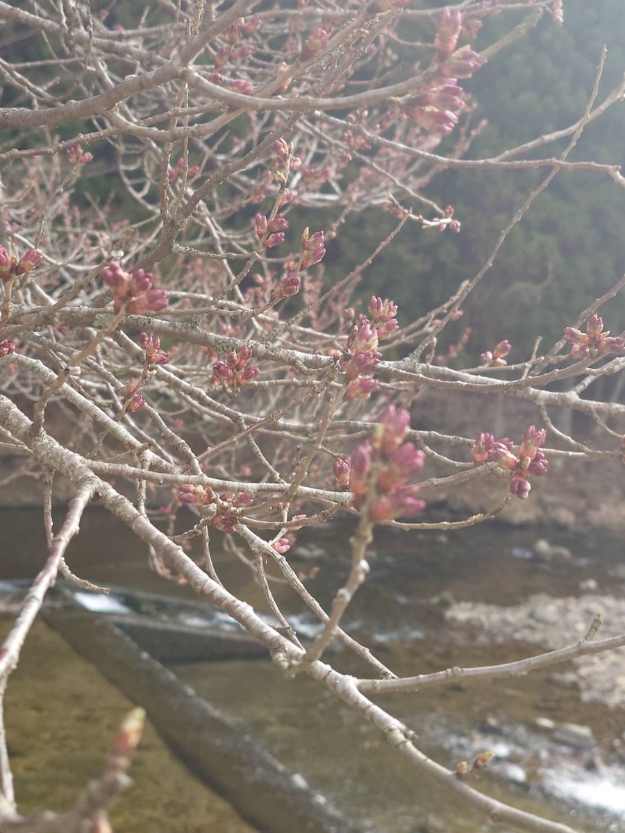 【公式】設楽町観光協会 tweet media