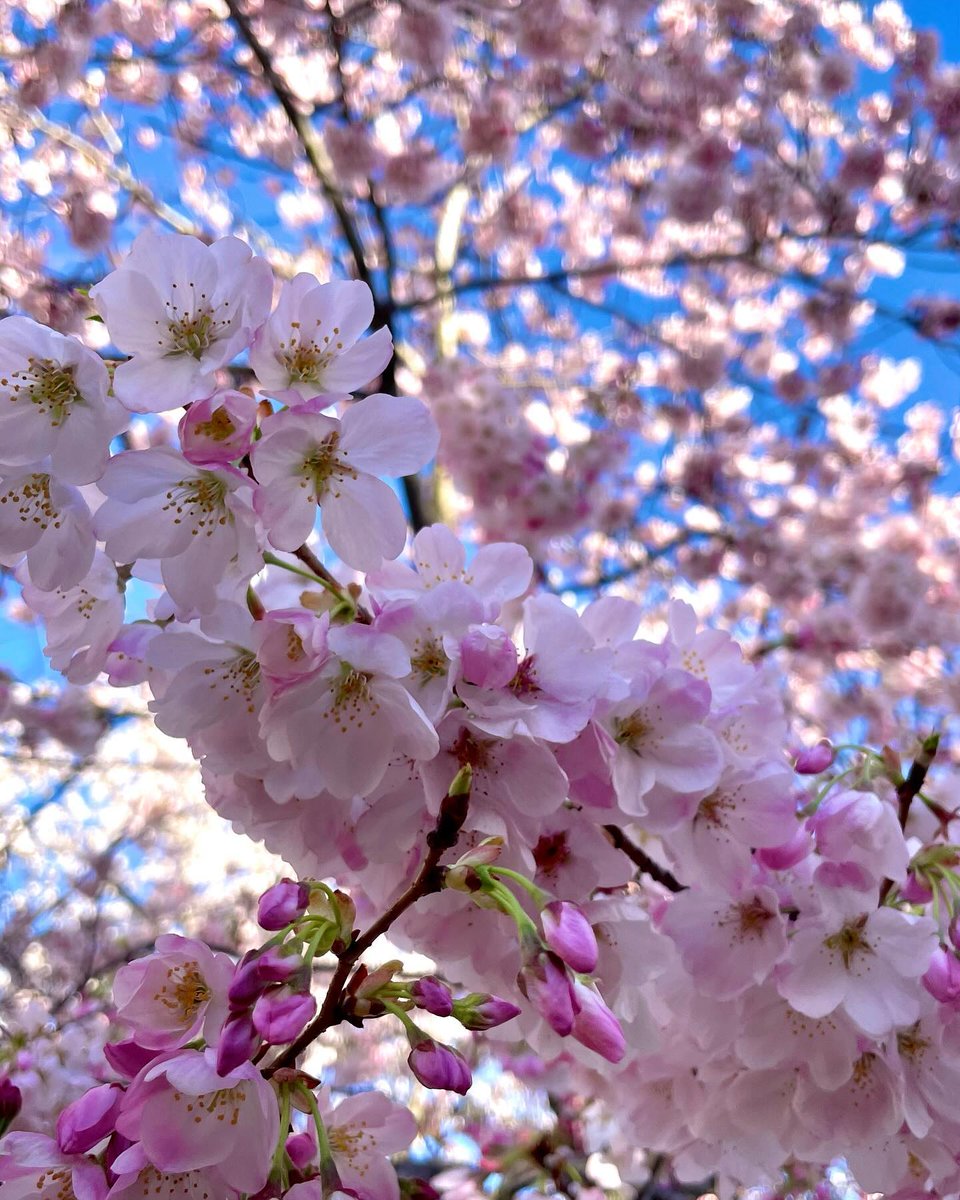 Visit Washington, DC tweet media