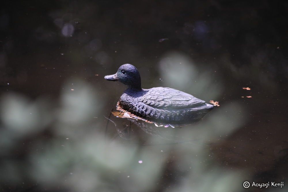青柳健二＠猫はなぜ祭られたのか？旅のエッセイ『全国の猫神様をめぐる』 tweet media