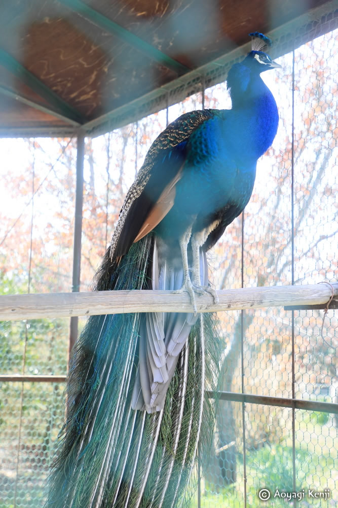 青柳健二＠猫はなぜ祭られたのか？旅のエッセイ『全国の猫神様をめぐる』 tweet media