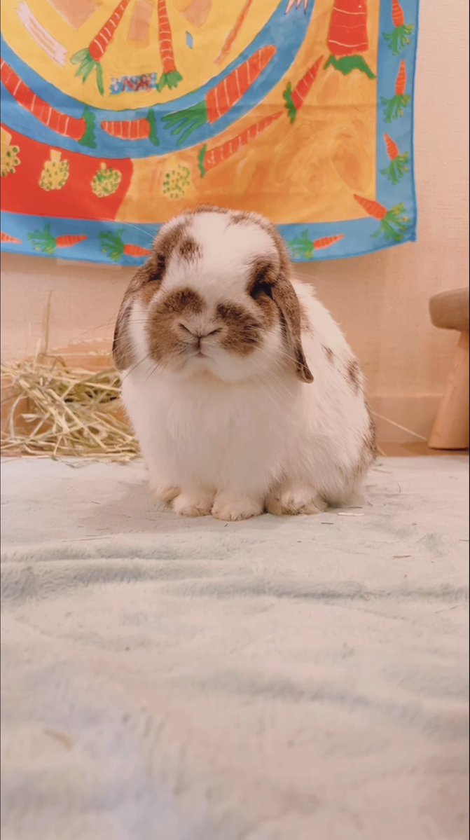 うさぎのうさじ tweet media