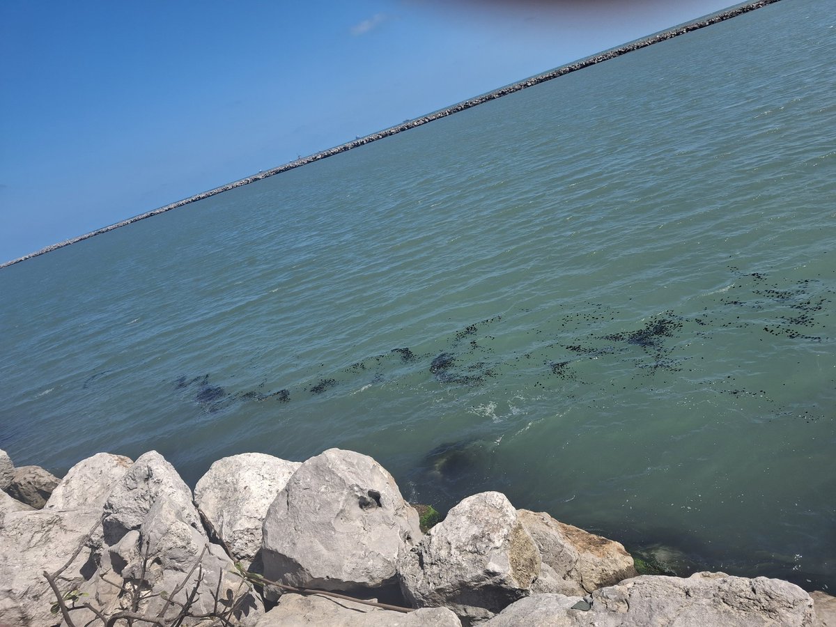 🌹Ross 🌹 tweet media