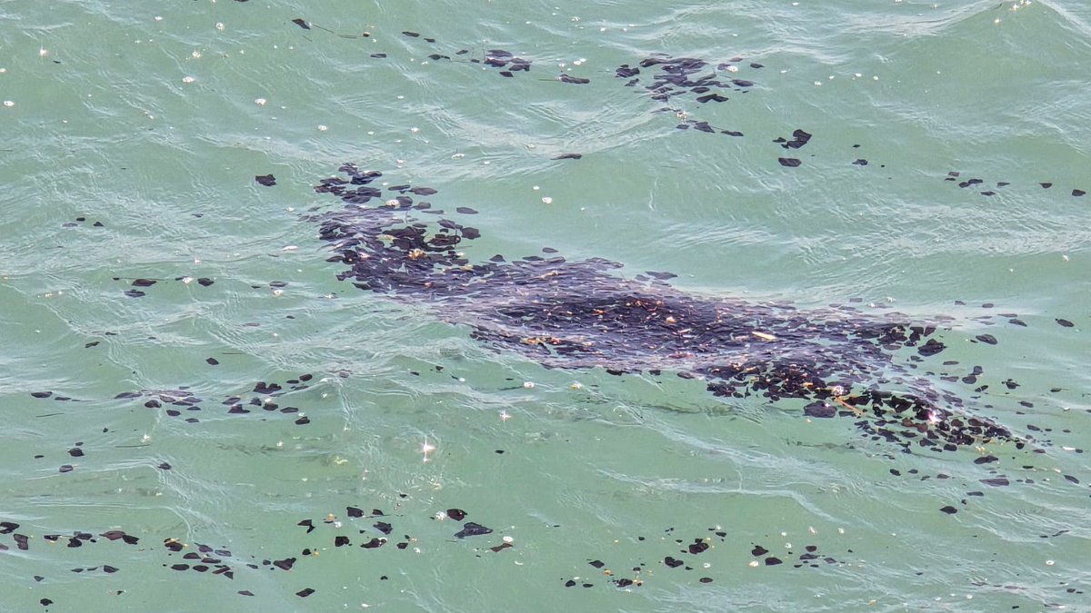 🌹Ross 🌹 tweet media