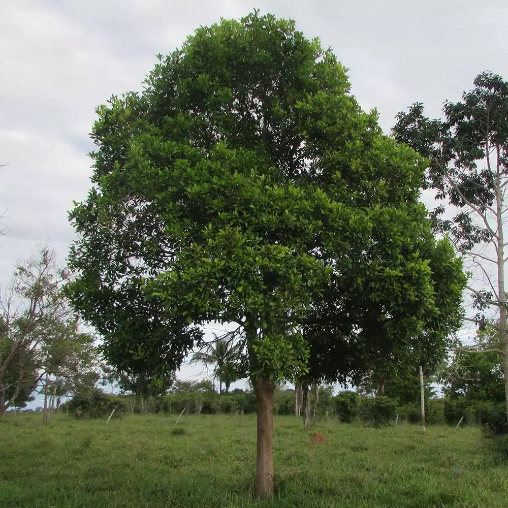 sacizeiro de itapuã 🗼 tweet media