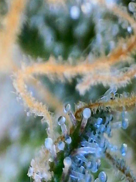 BudzerkaGNG's tweet image. I really wish I had a better microscope to show you all the purple tricones that Thanos Soda has 💜🔥 

Day 73! 
#tricones #weed #growyourown #CannabisCommunity