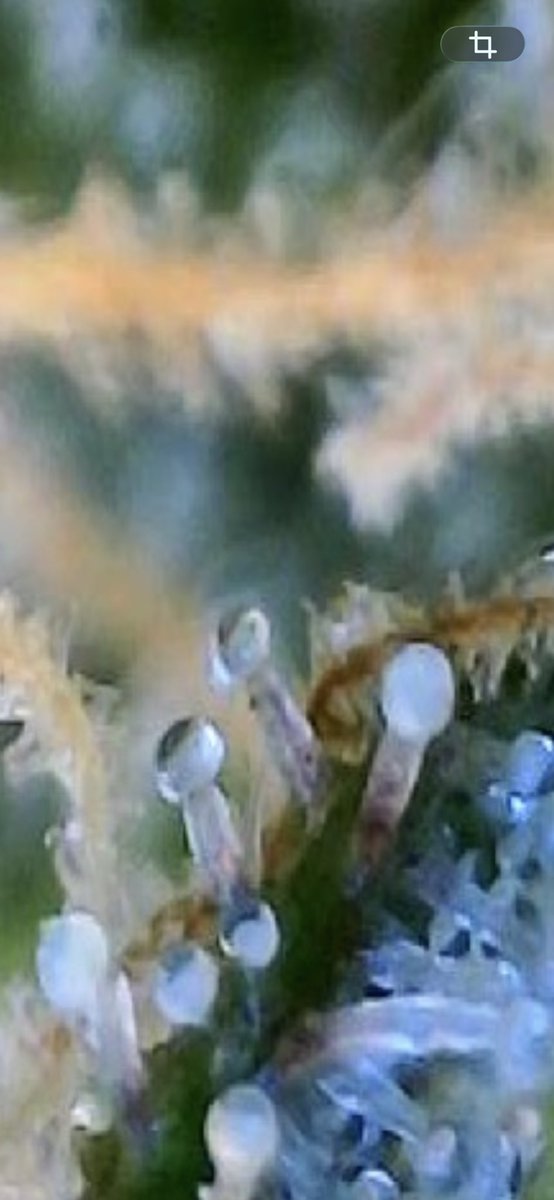BudzerkaGNG's tweet image. I really wish I had a better microscope to show you all the purple tricones that Thanos Soda has 💜🔥 

Day 73! 
#tricones #weed #growyourown #CannabisCommunity