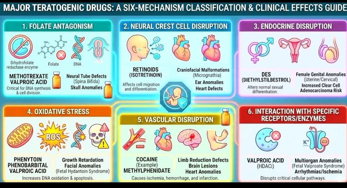 🏛️ دليل شامل تعليمي: الموسوعة الجامعة للأدوية المسببة للتشوهات الجنينية.. الآليات والتأثيرات السريرية

​تُعد الأدوية المسببة للتشوهات (Teratogenic drugs) من أخطر التحديات التي تواجه الفريق الطبي؛ فهي العوامل التي قد تتسبب في تشوهات خلقية دائمية أو اضطرابات وظيفية للجنين عند