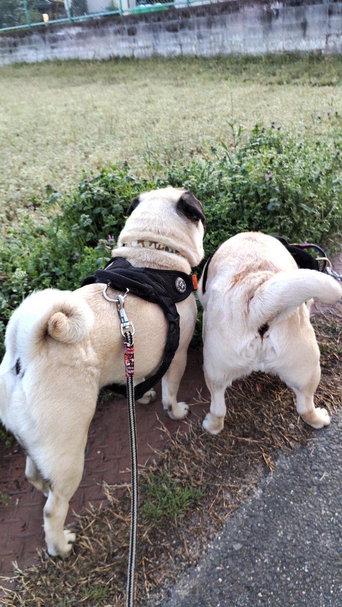 いんでぃ tweet media