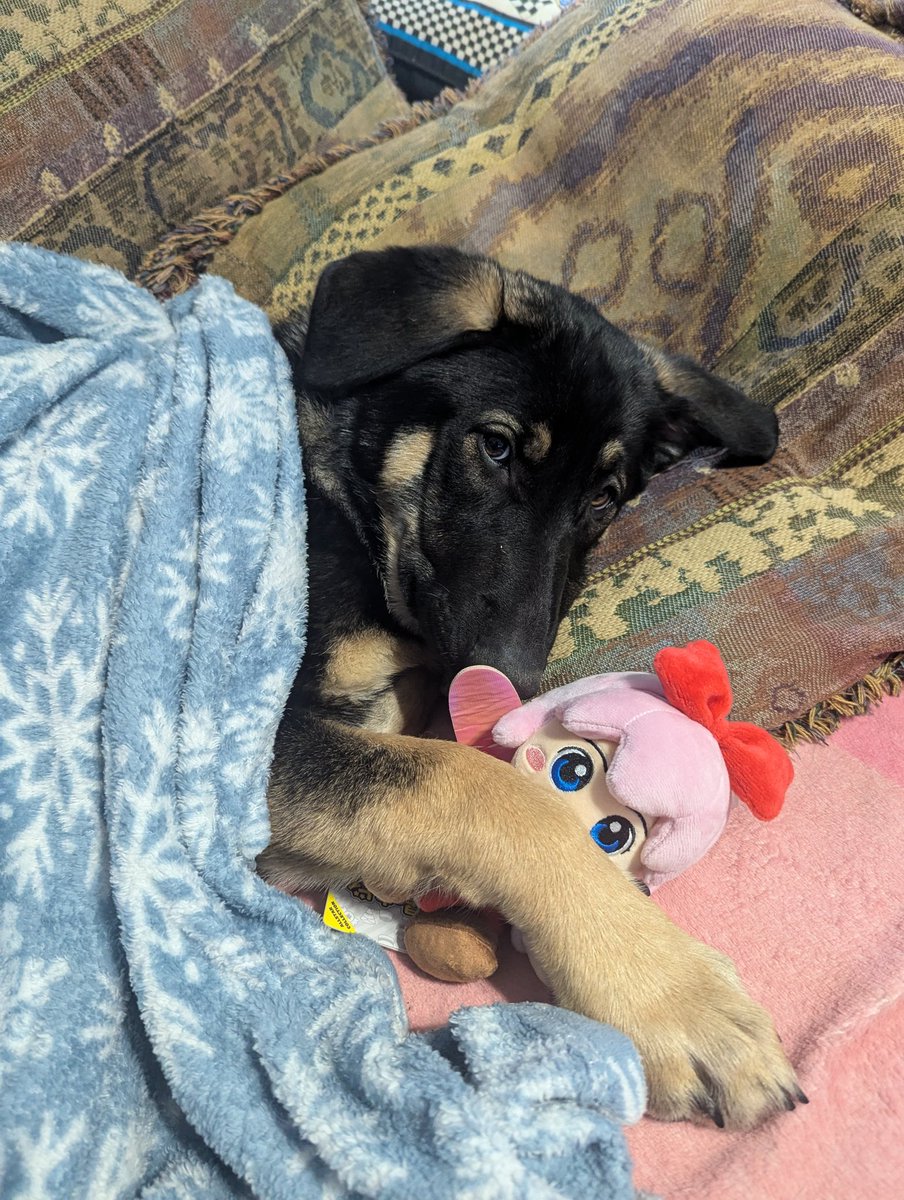 SkyRocketDog🚀🐶 tweet media