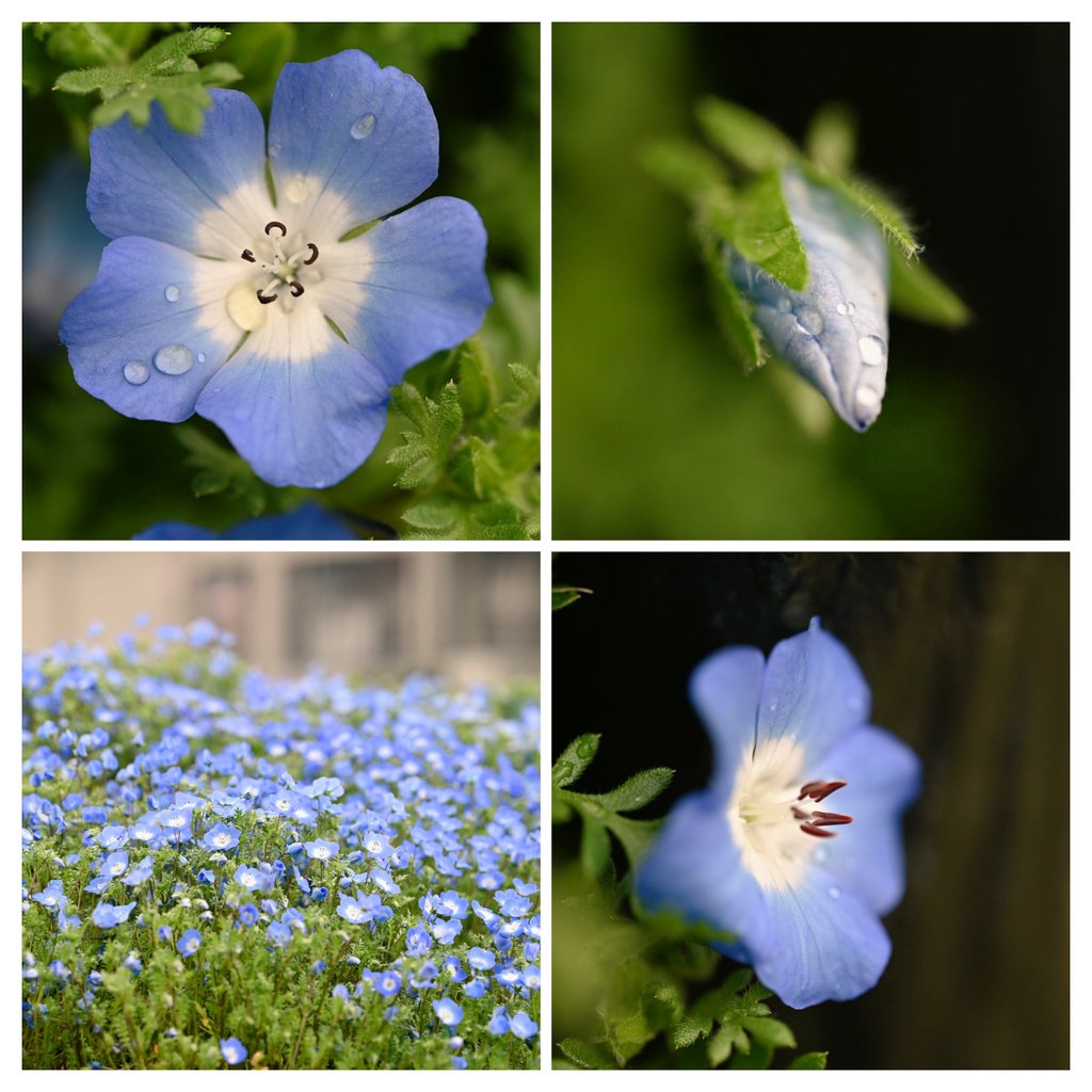 がっきー@写真垢 tweet media