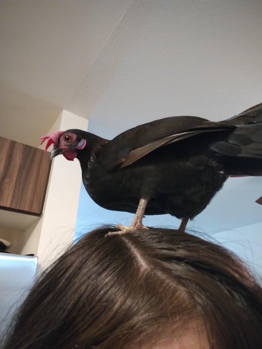 Hollyander tweet media