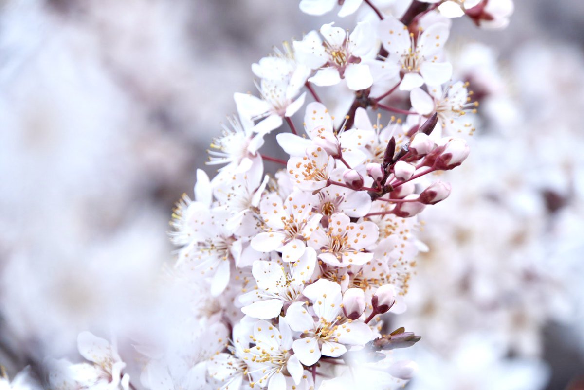 emo(えもちゃん) 企業公式応援 tweet media