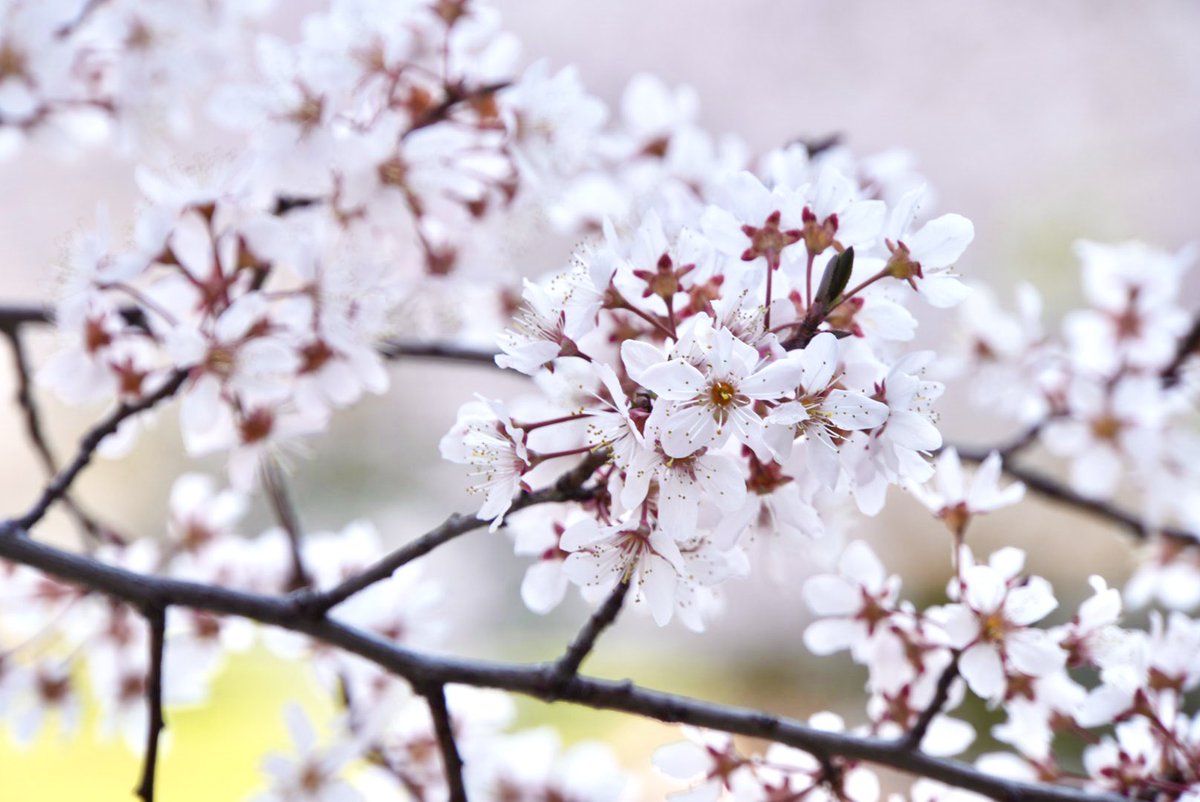 emo(えもちゃん) 企業公式応援 tweet media