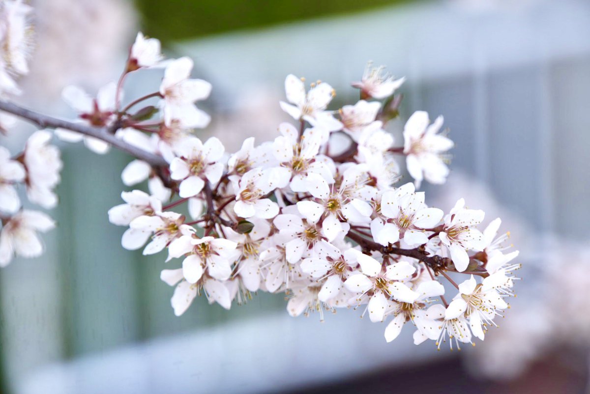 emo(えもちゃん) 企業公式応援 tweet media