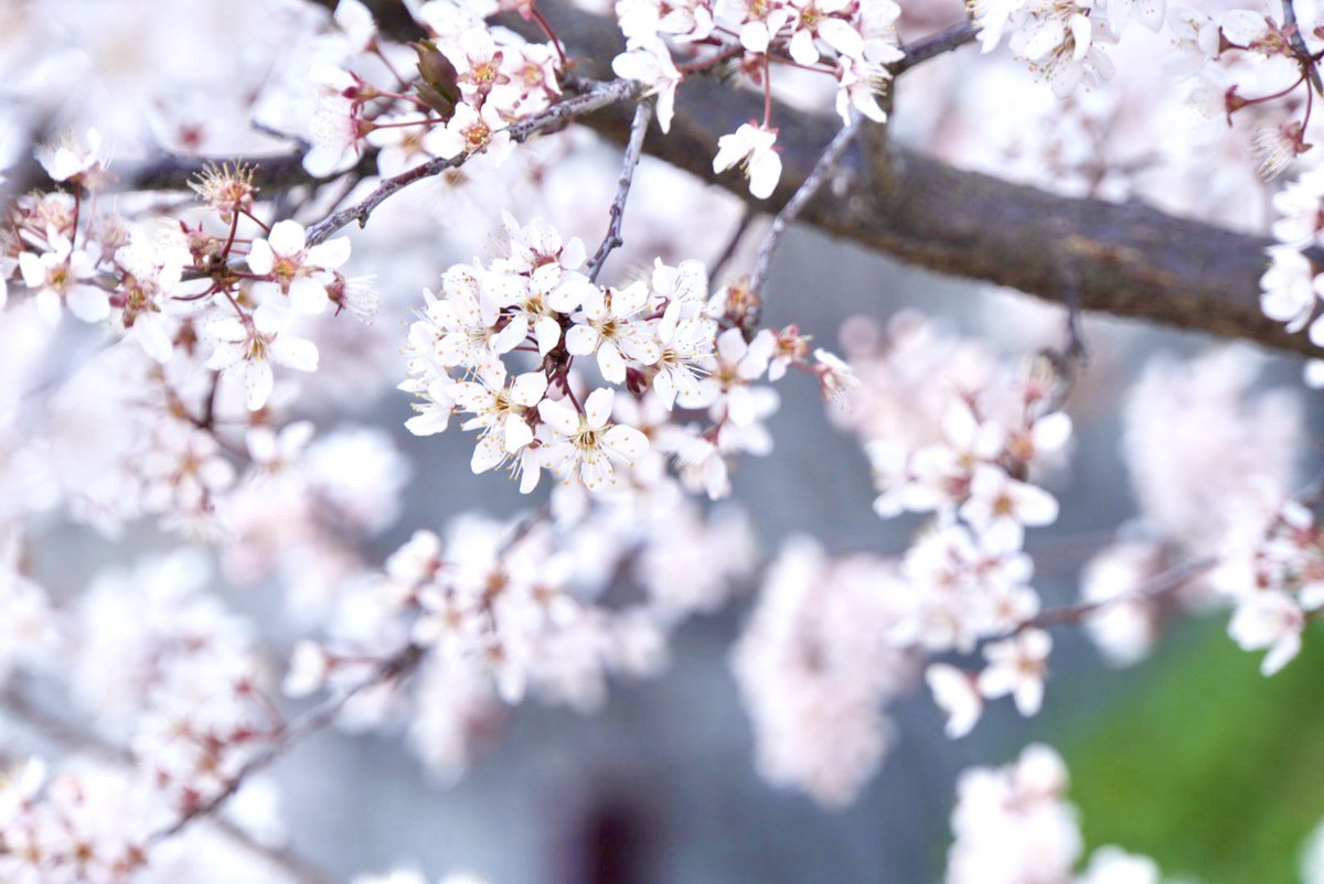 emo(えもちゃん) 企業公式応援 tweet media