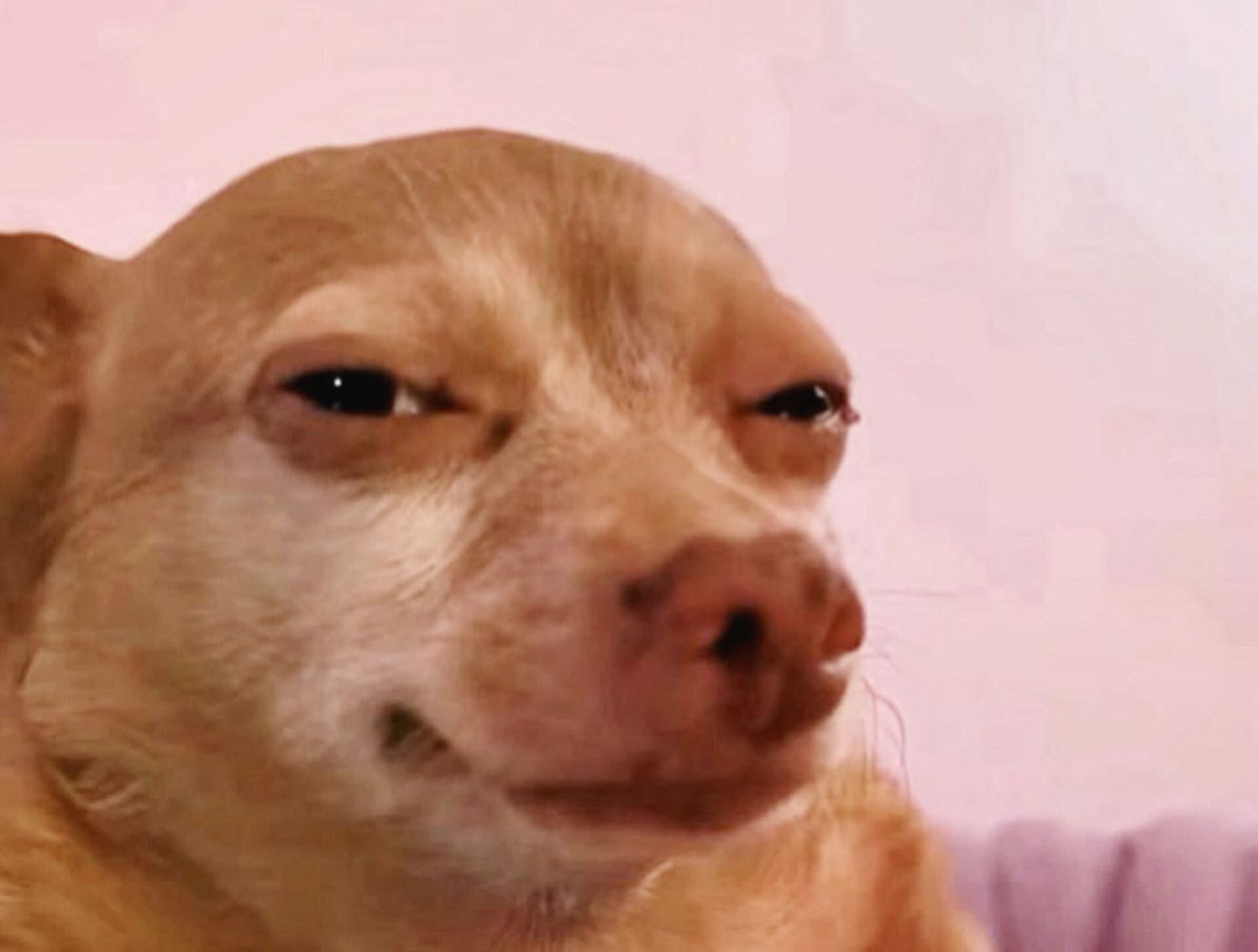 WYYT1063FM's tweet photo. @50cent I don’t know how to comment on this so I’m just going to post this picture of a dog side eyeing you! https://t.co/nr79IEo5DF