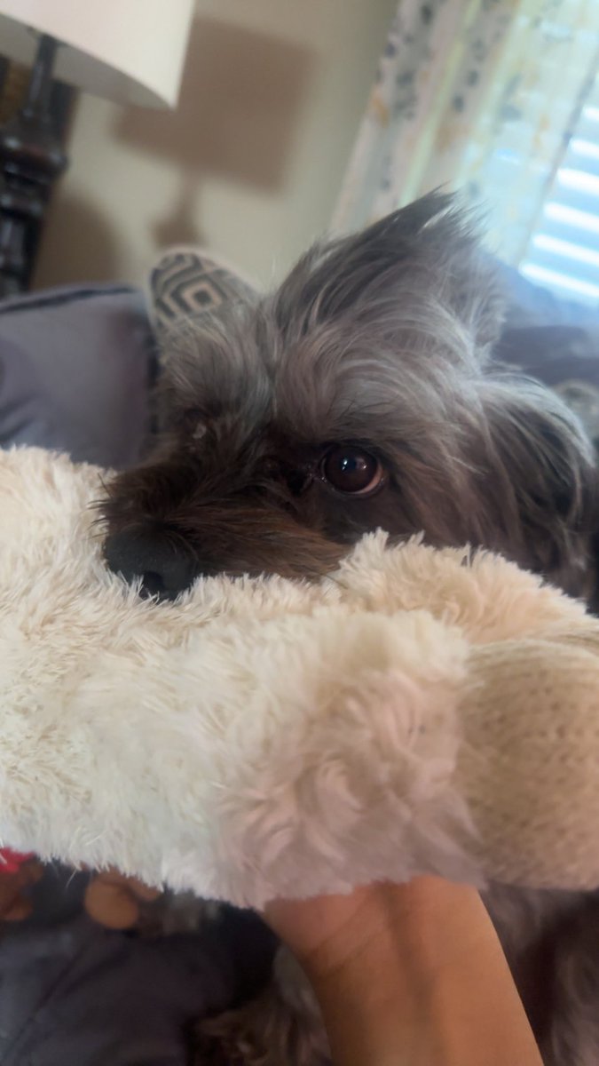 Zaubermaus tweet media