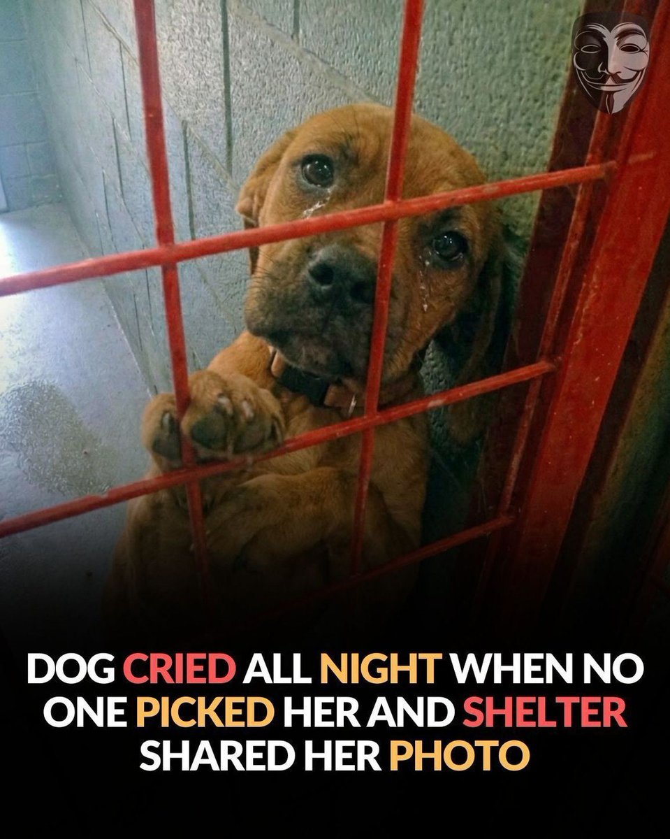 Doggy Mix tweet media