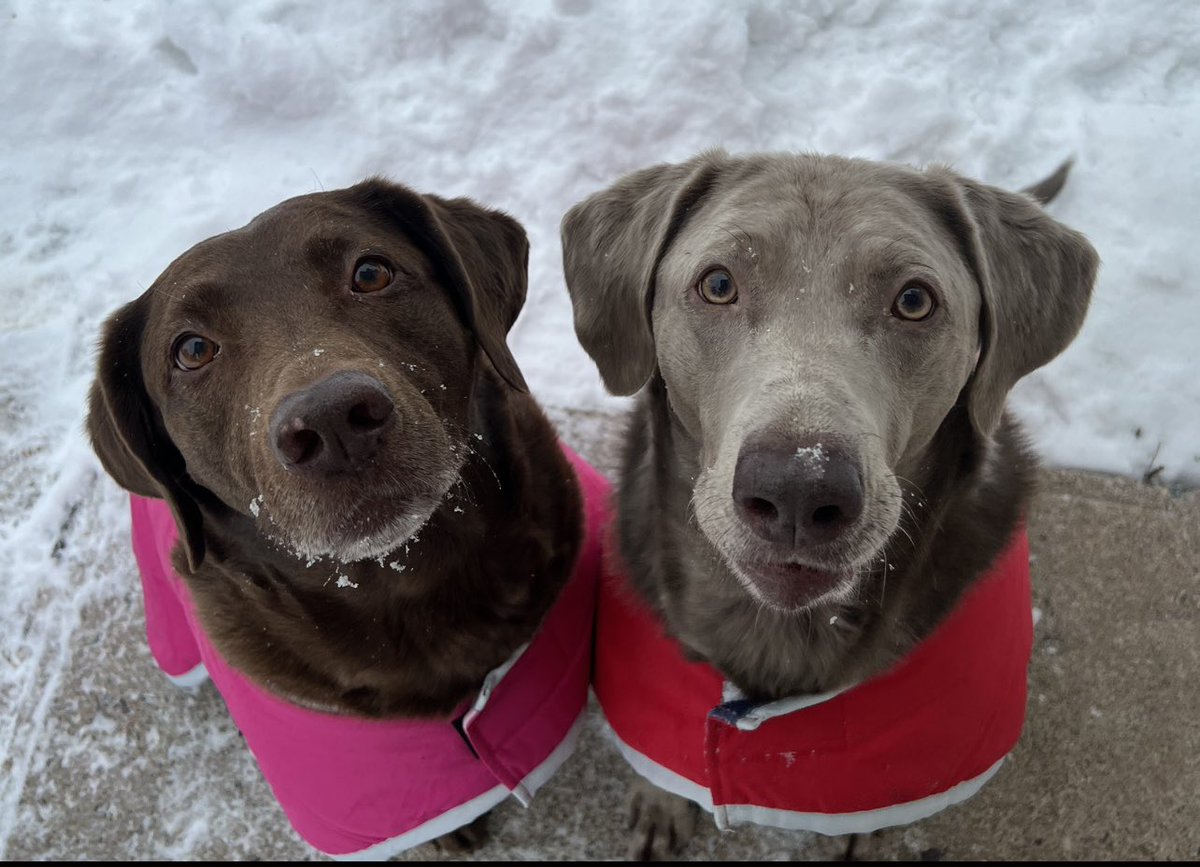 Jackson & Willow tweet media