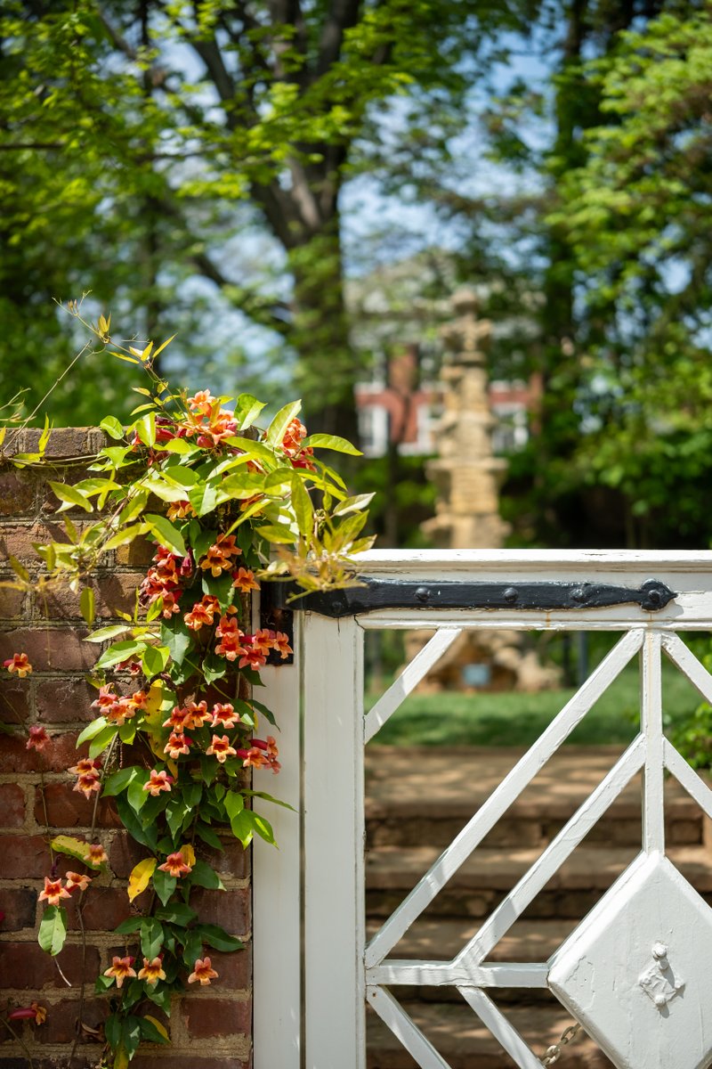 UVA_Alumni's tweet photo. Spring around Grounds just hits different. 🌸 

Lawn picnic or Corner coffee? ⬇️

What’s your go-to spring spot on Grounds? Drop it below or add it to our memory wall. https://t.co/7UPWUL5nLX https://t.co/K1WDwr815Q