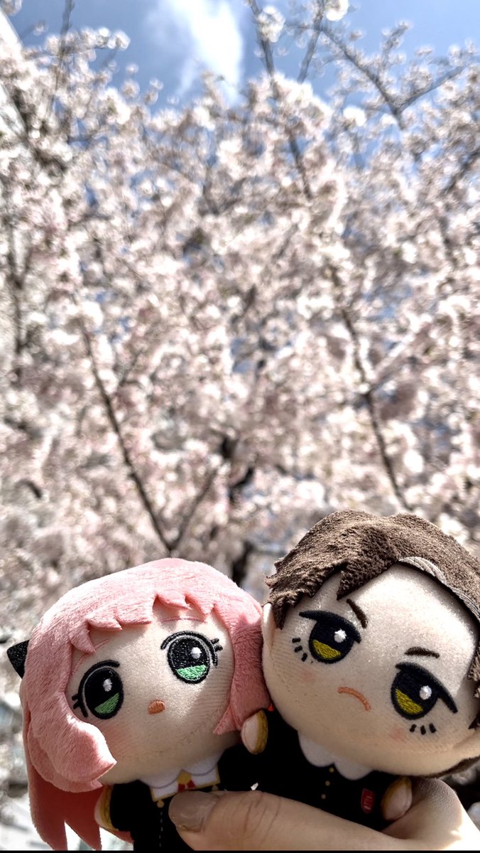 スパイファミリー(SPY×FAMILY)グッズ情報 tweet media