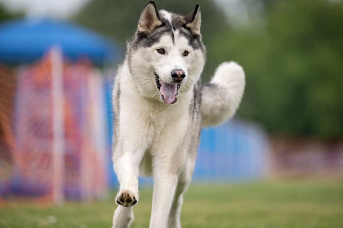 emily hu tweet media