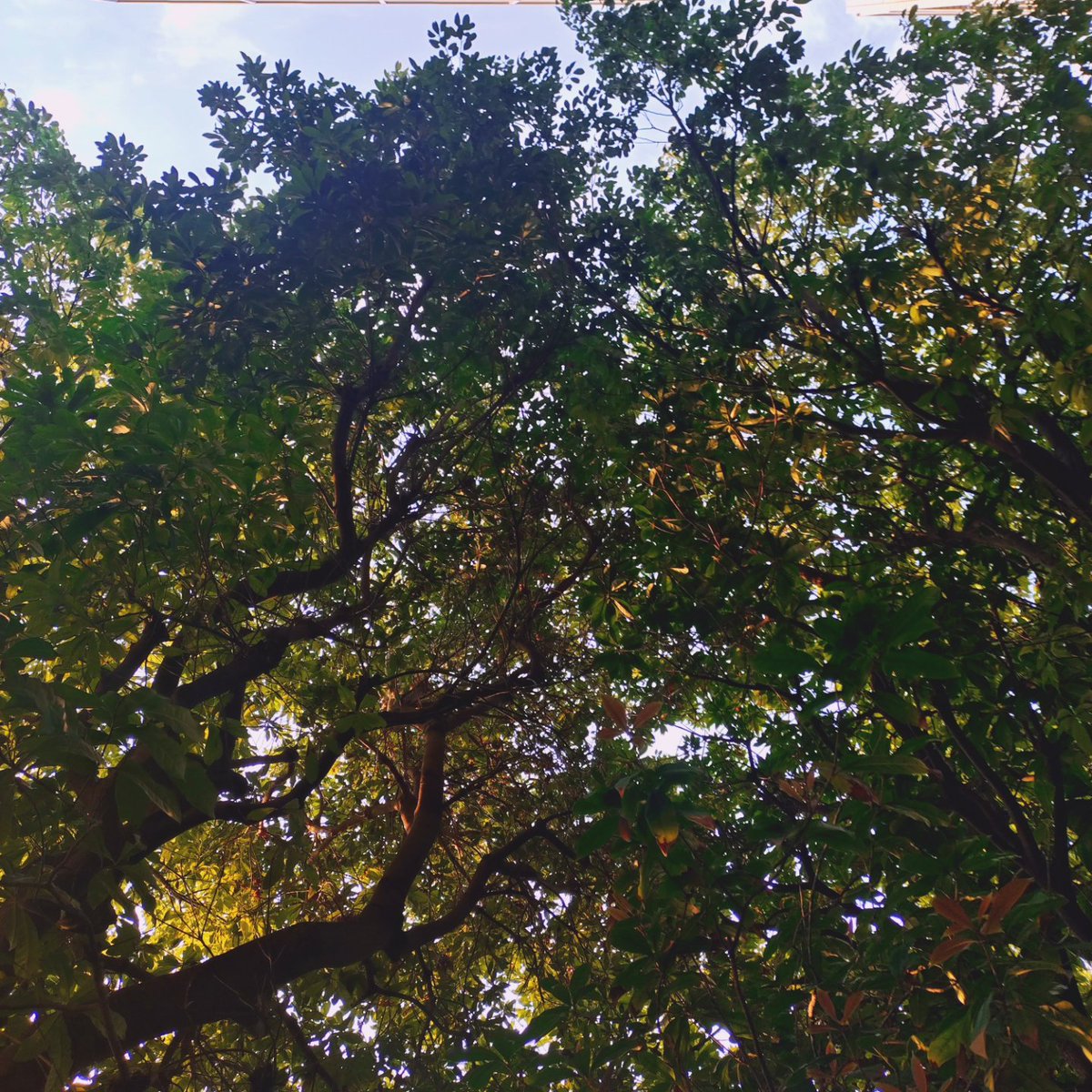 光安 淳 みつやす じゅん tweet media