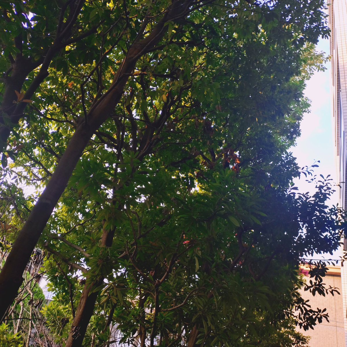 光安 淳 みつやす じゅん tweet media