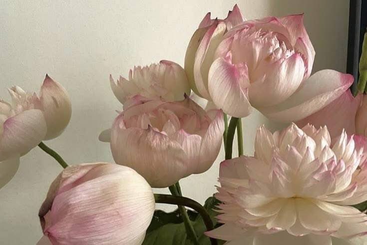 •☆• tweet media