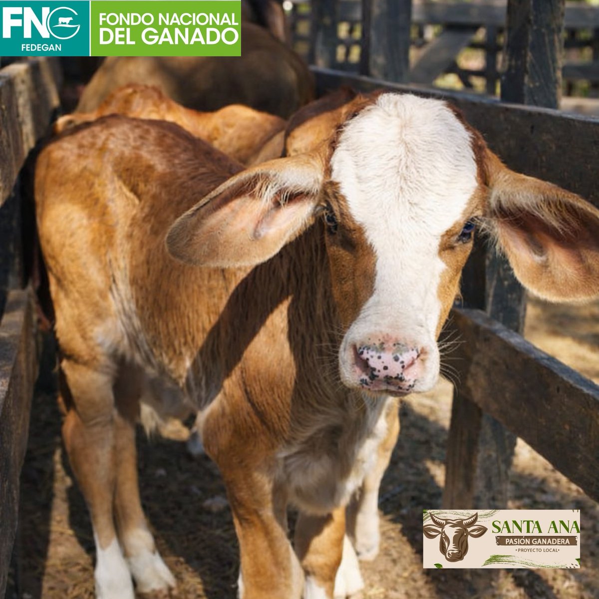 PL SANTA ANA-FEDEGAN-FNG tweet media