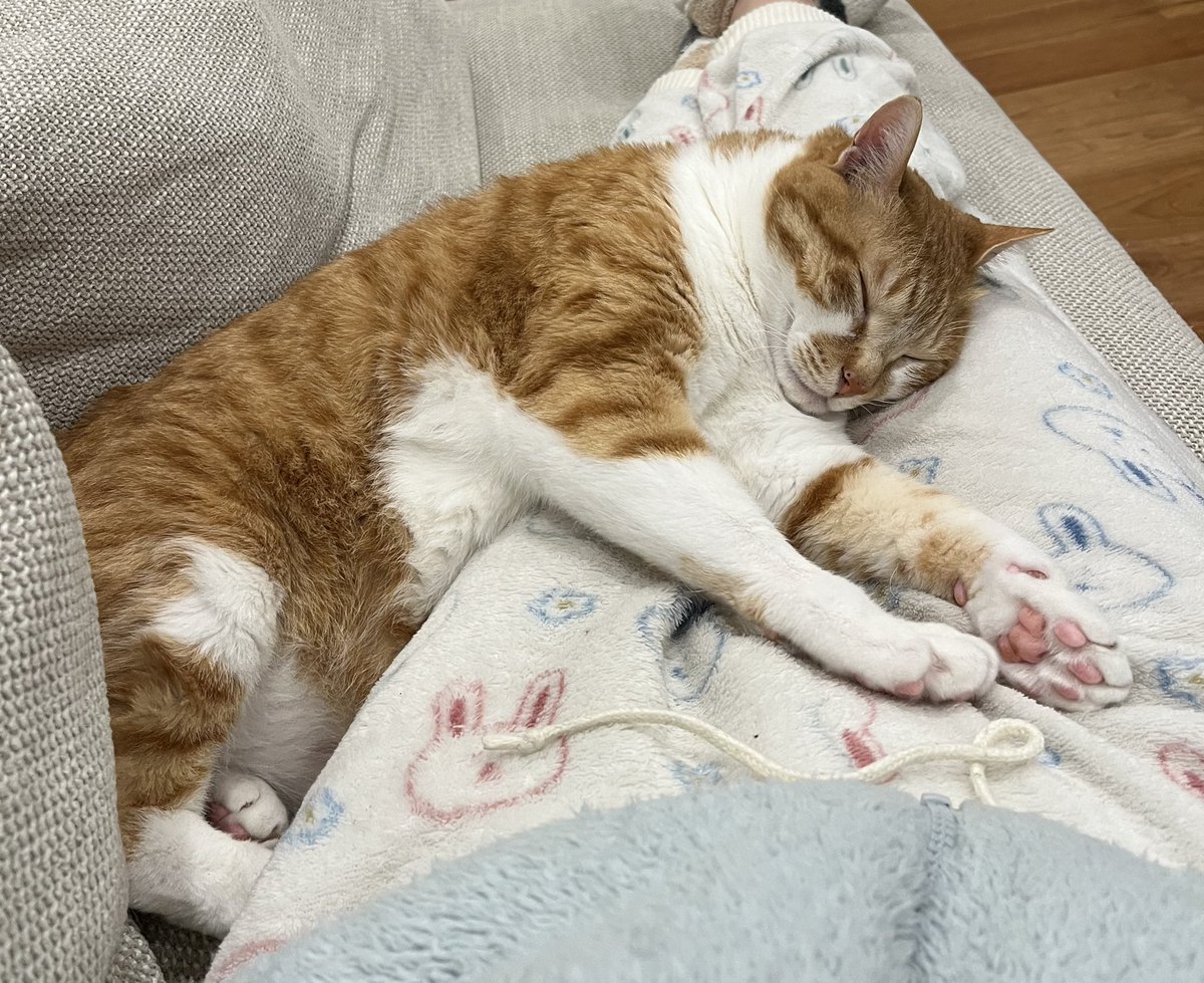 しなもん tweet media