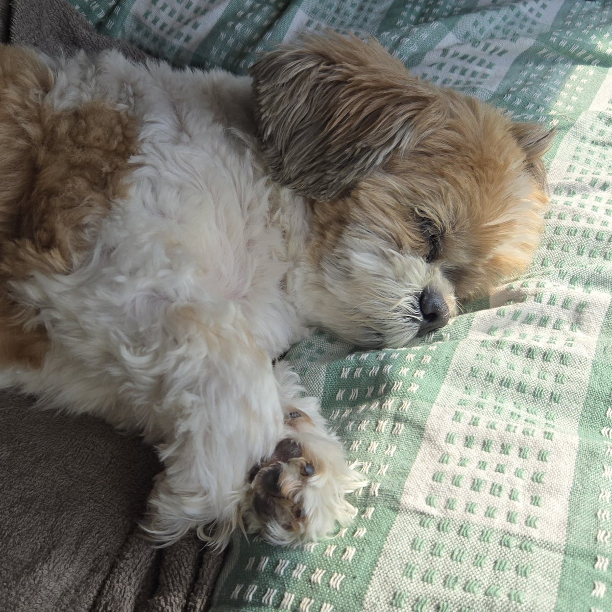 ぽんず＆かぼす＆はっさく tweet media