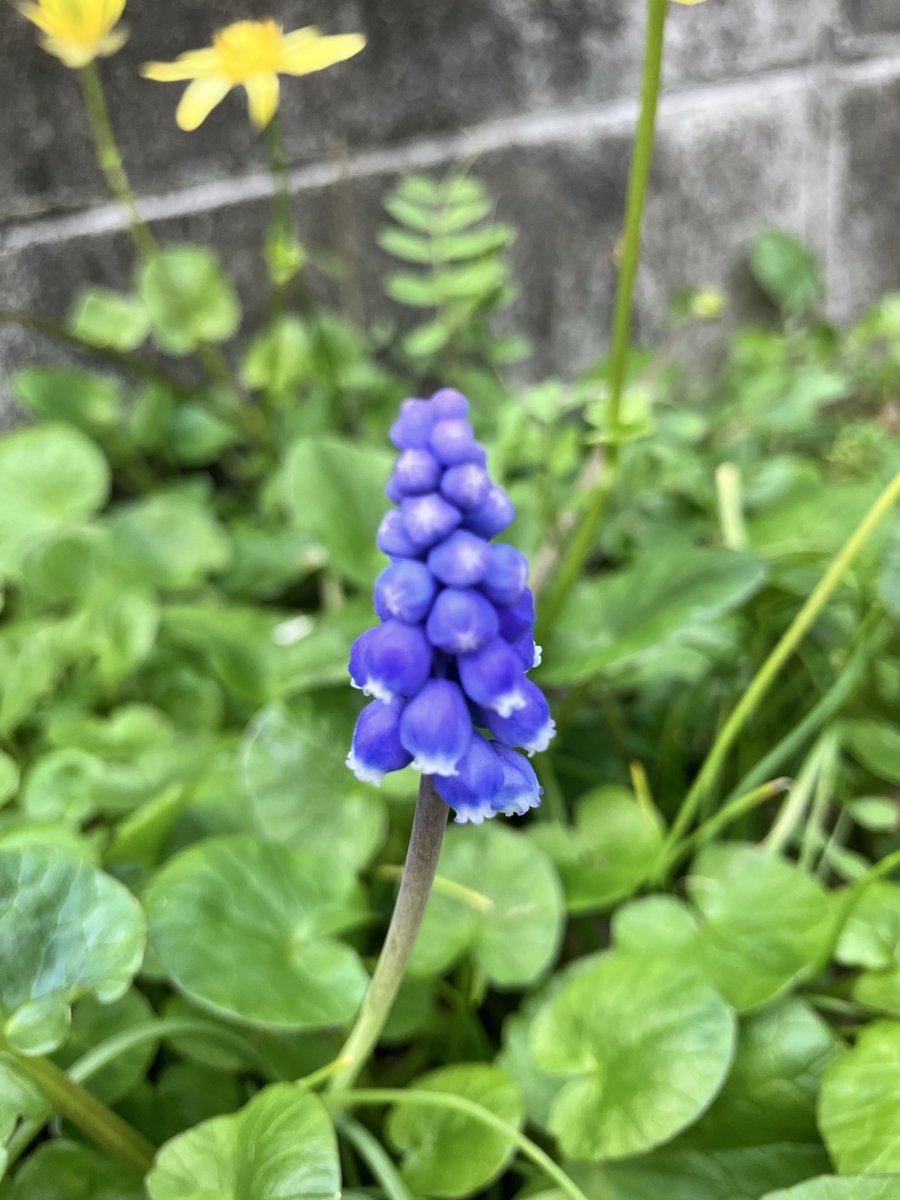 ちゃ〜くる🌱ゆるく生きる tweet media